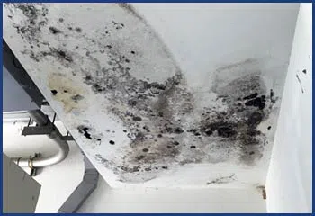 Homestead Restoration Company Homestead, FL 786-292-9740