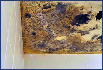 Homestead Restoration Company Homestead, FL 786-292-9740 Homestead Restoration Company Homestead, FL 786-292-9740