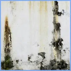 Homestead Restoration Company Homestead, FL 786-292-9740 Homestead Restoration Company Homestead, FL 786-292-9740