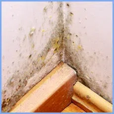 Homestead Restoration Company Homestead, FL 786-292-9740